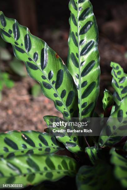 exotic leaves of rattlesnake plant - calathea lancifolia - lancifolia stock pictures, royalty-free photos & images