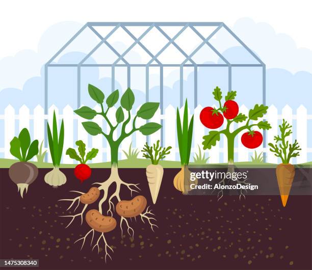 biologisches und gesundes essen. gemüsegarten wächst.  gewächshaus. - radish stock-grafiken, -clipart, -cartoons und -symbole