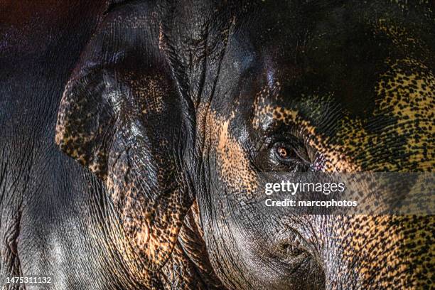 elefante asiático, elefante asiático, (elephas maximus), éléphant d'asie, tailandia. - animales en cautiverio fotografías e imágenes de stock