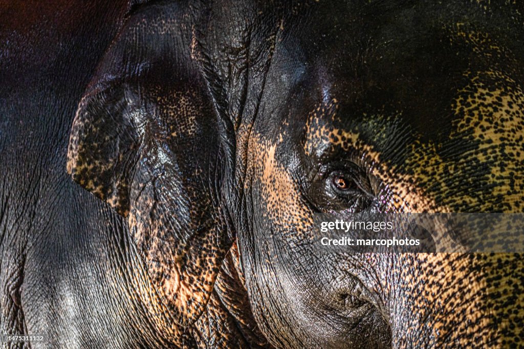 Asian elephant, Asiatic elephant, (Elephas maximus), Éléphant d'Asie, Thailand.