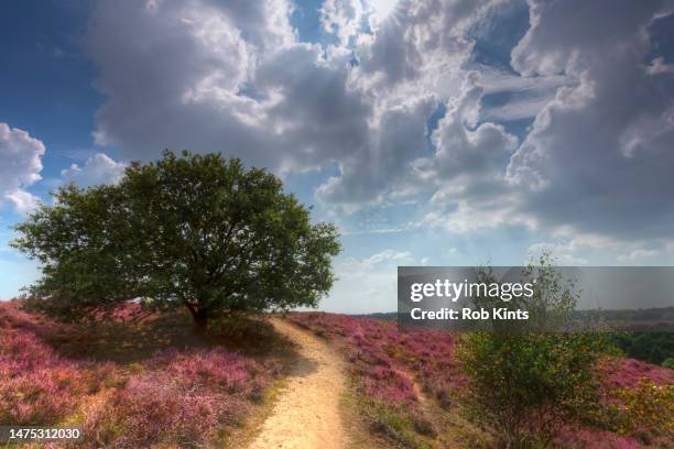 blooming heath on the posbank ( herikhuizerveld ) near arnhem - deciduous tree stock pictures, royalty-free photos & images