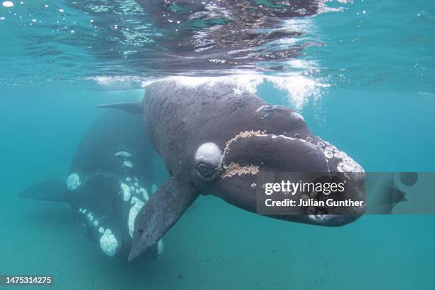 southern right whale calf approaches a diver while it’s mother watches, from in the shallows off the coast of argentina - southern right whale stock pictures, royalty-free photos & images