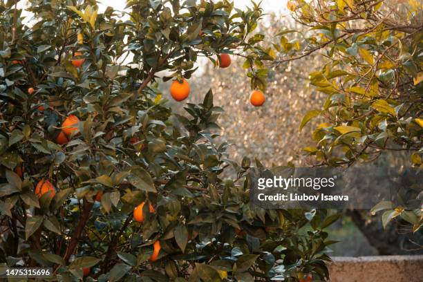 orange tree branch with ripe oranges in the tropical garden - orange orchard bildbanksfoton och bilder