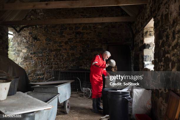 preparing animal feed by hand for livestock - daily bucket stock pictures, royalty-free photos & images