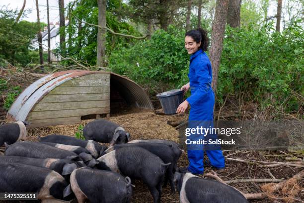 feeding the saddleback pigs on a sustainable farm - barley stock pictures, royalty-free photos & images