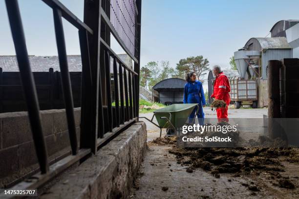 role model teaching responsibilities of running a farm - animal dung stock pictures, royalty-free photos & images