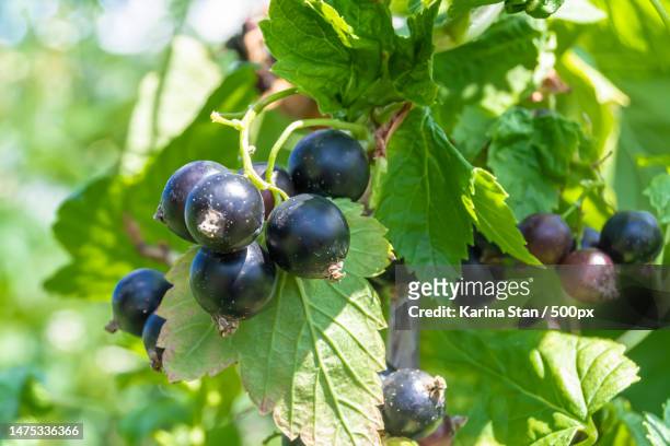 beautiful berry branch black currant bush with natural leaves,craiova,romania - casis fotografías e imágenes de stock