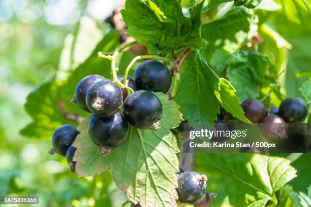 beautiful berry branch black currant bush with natural leaves,craiova,romania - black currant stock pictures, royalty-free photos & images