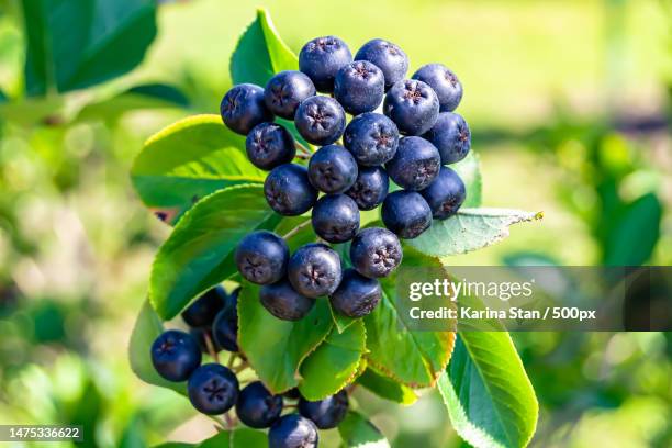 photography on theme beautiful berry branch aronia bush,craiova,romania - aronia berry stock-fotos und bilder