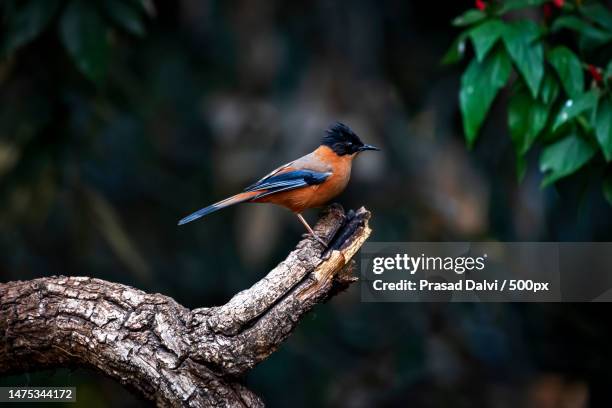 close-up of songpasserine bird perching on branch,binsar,uttarakhand,india - uttarákhand fotografías e imágenes de stock