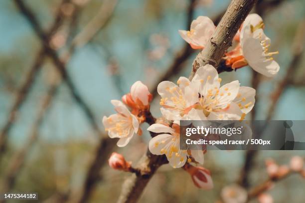 close-up of cherry blossoms in spring,india - apricot tree stock pictures, royalty-free photos & images