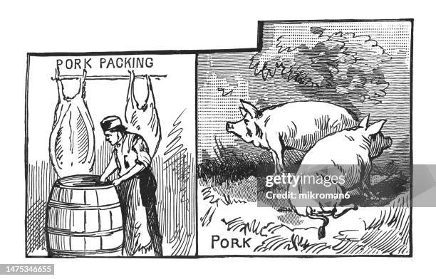 old engraved illustration of pig, pork packing - animal rib cage stock pictures, royalty-free photos & images