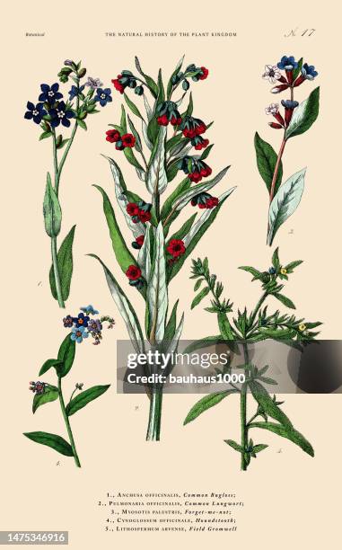 hand-colored botanical engraving, history of the plant kingdom, victorian botanical illustration, plate 17, circa 1853 - pulmonaria officinalis stock illustrations