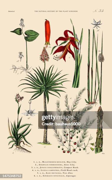 bildbanksillustrationer, clip art samt tecknat material och ikoner med hand-colored botanical engraving, history of the plant kingdom, victorian botanical illustration, plate 35, circa 1853 - rotting