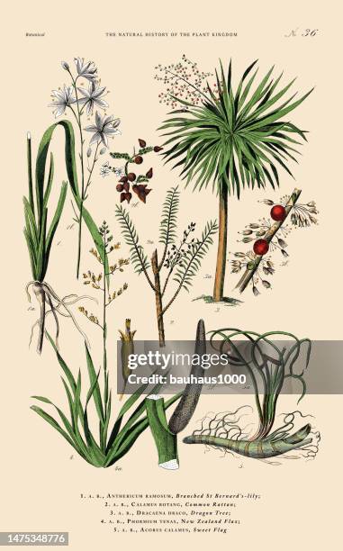 bildbanksillustrationer, clip art samt tecknat material och ikoner med hand-colored botanical engraving, history of the plant kingdom, victorian botanical illustration, plate 36, circa 1853 - rotting