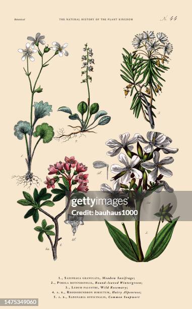 handkolorierte botanische gravur, geschichte des pflanzenreichs, viktorianische botanische illustration, tafel 44, um 1853 - handcoloriert stock-grafiken, -clipart, -cartoons und -symbole