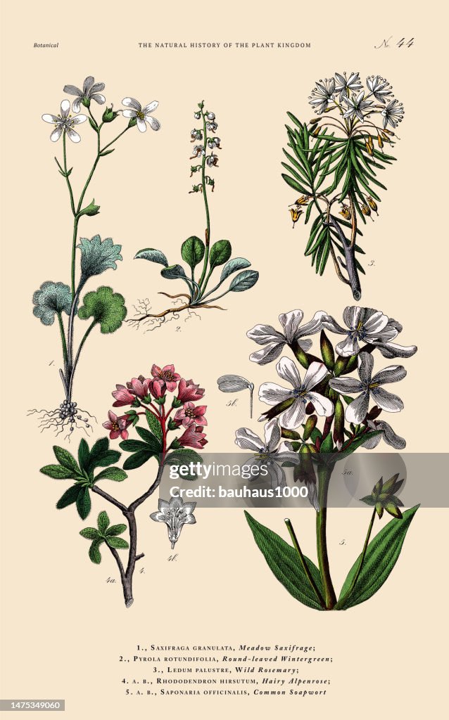 Grabado botánico coloreado a mano, Historia del reino vegetal, ilustración botánica victoriana, lámina 44, circa 1853