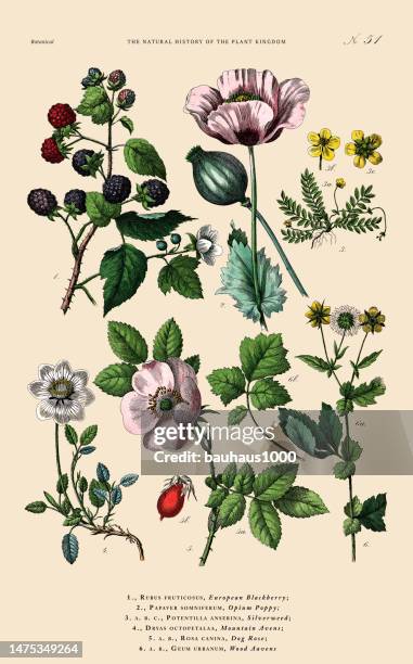 handkolorierte botanische gravur, geschichte des pflanzenreichs, viktorianische botanische illustration, tafel 51, um 1853 - poppy plant stock-grafiken, -clipart, -cartoons und -symbole