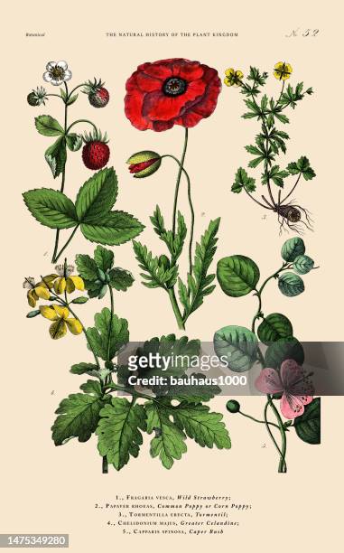 handkolorierte botanische gravur, geschichte des pflanzenreichs, viktorianische botanische illustration, tafel 52, um 1853 - poppy plant stock-grafiken, -clipart, -cartoons und -symbole