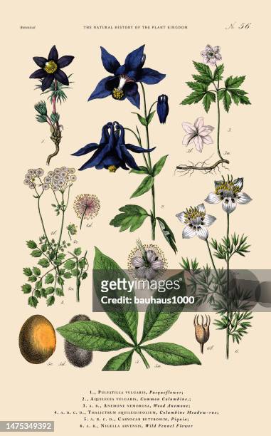 handkolorierter botanischer stich, geschichte des pflanzenreichs, viktorianische botanische illustration, tafel 56, um 1853 - buttercup stock-grafiken, -clipart, -cartoons und -symbole