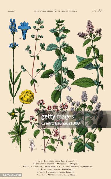 handkolorierte botanische gravur, geschichte des pflanzenreichs, viktorianische botanische illustration, tafel 57, um 1853 - handcoloriert stock-grafiken, -clipart, -cartoons und -symbole