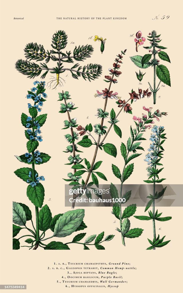 Hand-colored Botanical Engraving, History of the Plant Kingdom, Victorian Botanical Illustration, Plate 59, Circa 1853