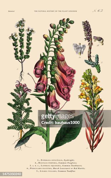 hand-colored botanical engraving, history of the plant kingdom, victorian botanical illustration, plate 63, circa 1853 - digitalis grandiflora stock illustrations