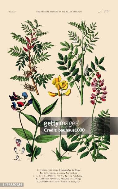 hand-colored botanical engraving, history of the plant kingdom, victorian botanical illustration, plate 76, circa 1853 - licorice flower stock illustrations