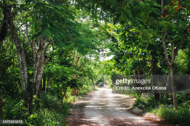 dirt road going through thick, lush jungle - delonix regia stock pictures, royalty-free photos & images