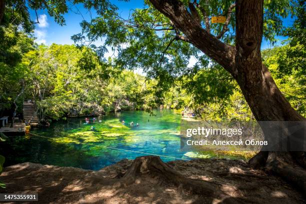 landscape in the mexican jungle. beautiful mexican jardin del eden cenote with turquoise water and jungle plants - lagoon stock pictures, royalty-free photos & images