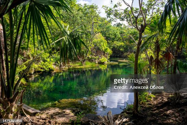 landscape in the mexican jungle. beautiful mexican jardin del eden cenote with turquoise water and jungle plants - yucatan peninsula - fotografias e filmes do acervo