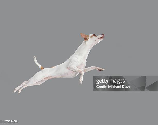 studio shot of dog jumping on gray background - dog jumping stock pictures, royalty-free photos & images