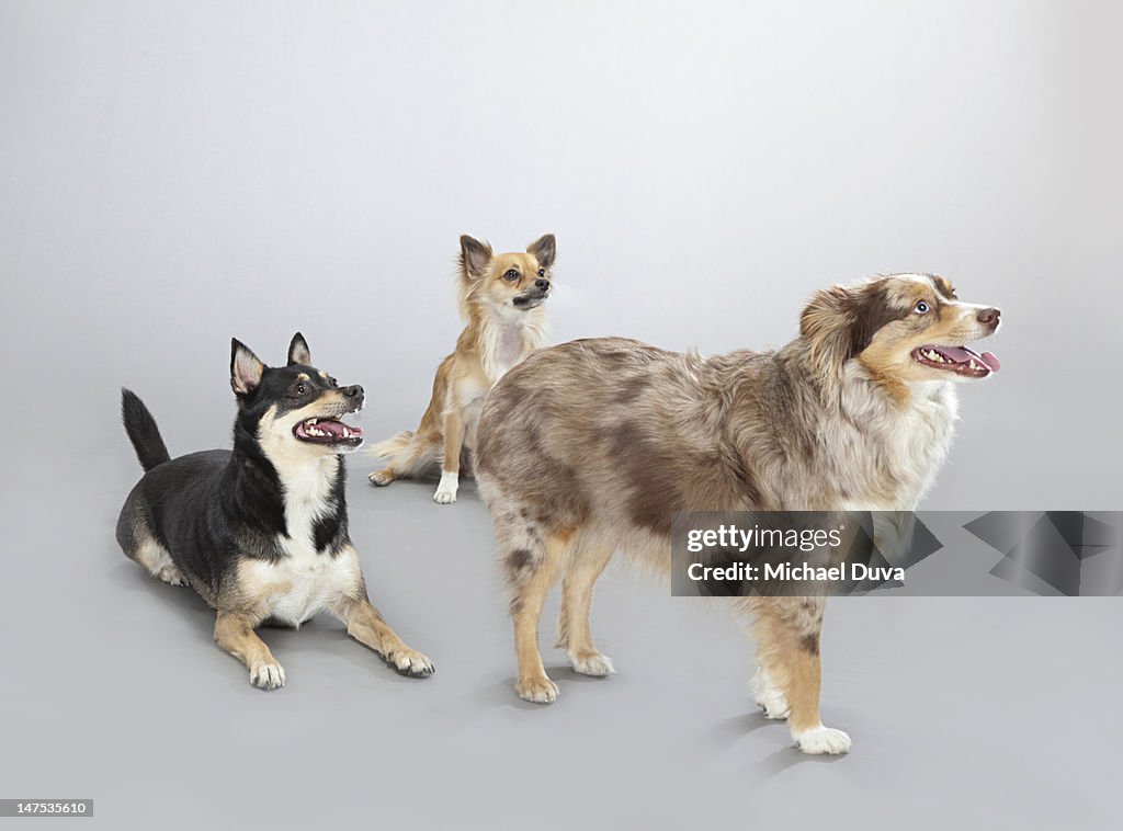 Studio shot of Dog on Gray Background