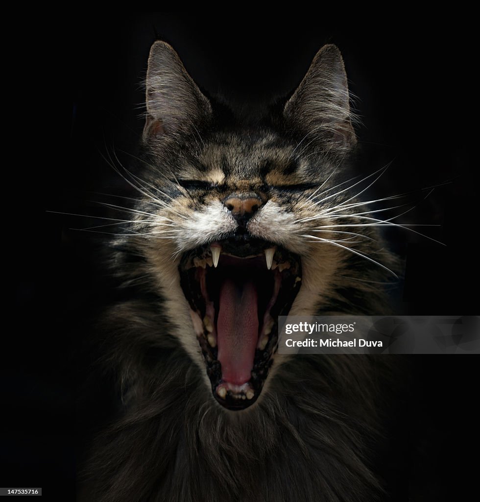 STUDIO SHOT OF CAT ON BLACK BACKGROUND