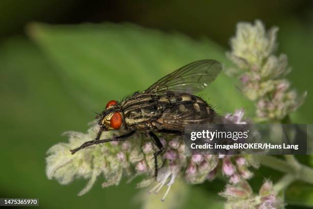 grey flesh fly (sarcophagia carnaria), female on horse mint (mentha longifolia), baden-wuerttemberg, germany - mosca carnaria foto e immagini stock