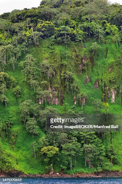 primary forest on almost vertical rock face on cocos island, unesco world heritage site, costa rica, central america - cocos island costa rica 個照片及圖片檔
