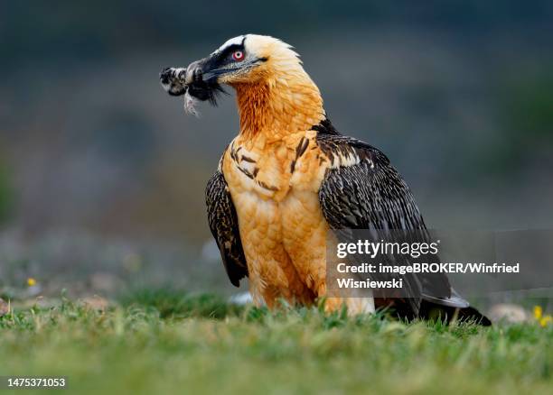 bearded vulture (gypaetus barbatus) with a sheep's foot, pyrenees, spain - bearded vulture stock pictures, royalty-free photos & images