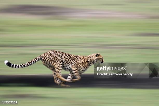 cheetah - gepard stock-fotos und bilder