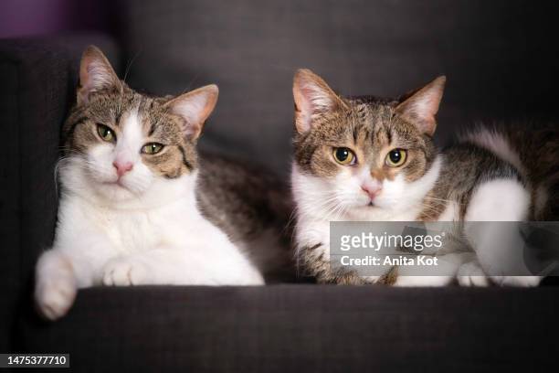 portrait of two cats - mongrel cat stock pictures, royalty-free photos & images