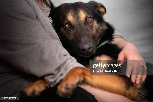 a dog nestled in the arms of a human - belgian malinois stock pictures, royalty-free photos & images