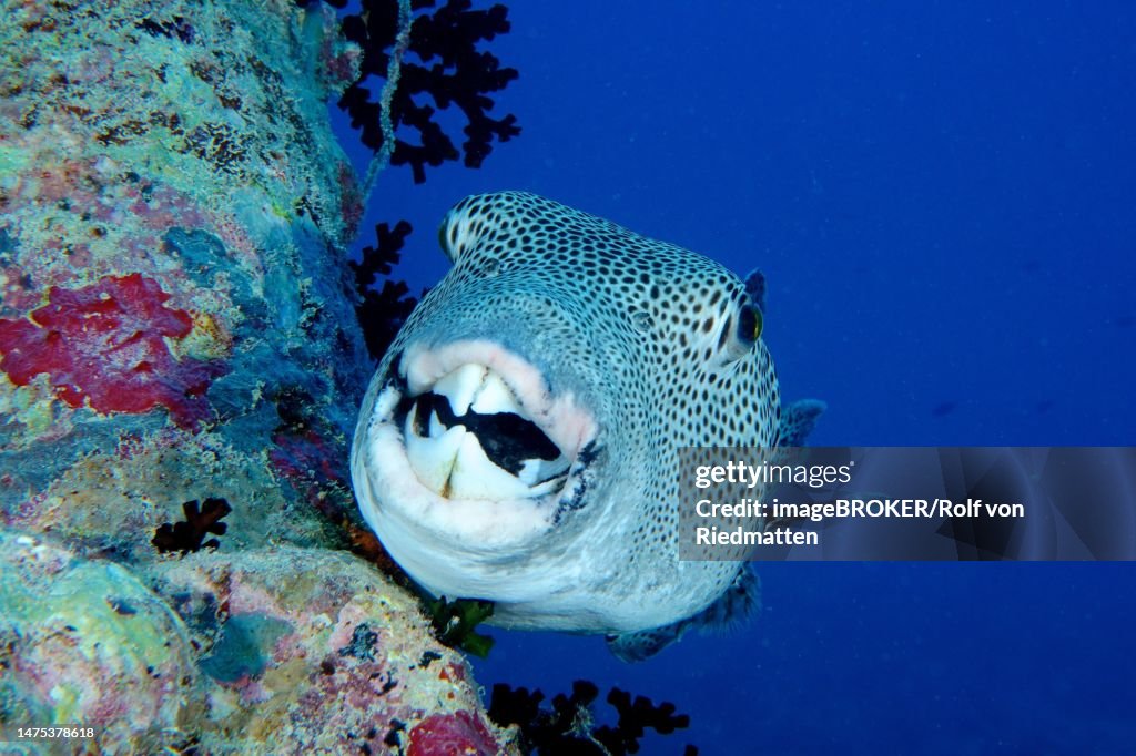 Portrait of star puffer (Arothron stellatus), Dive Site Wreck of the Thistlegorm, Sinai, Egypt, Red Sea
