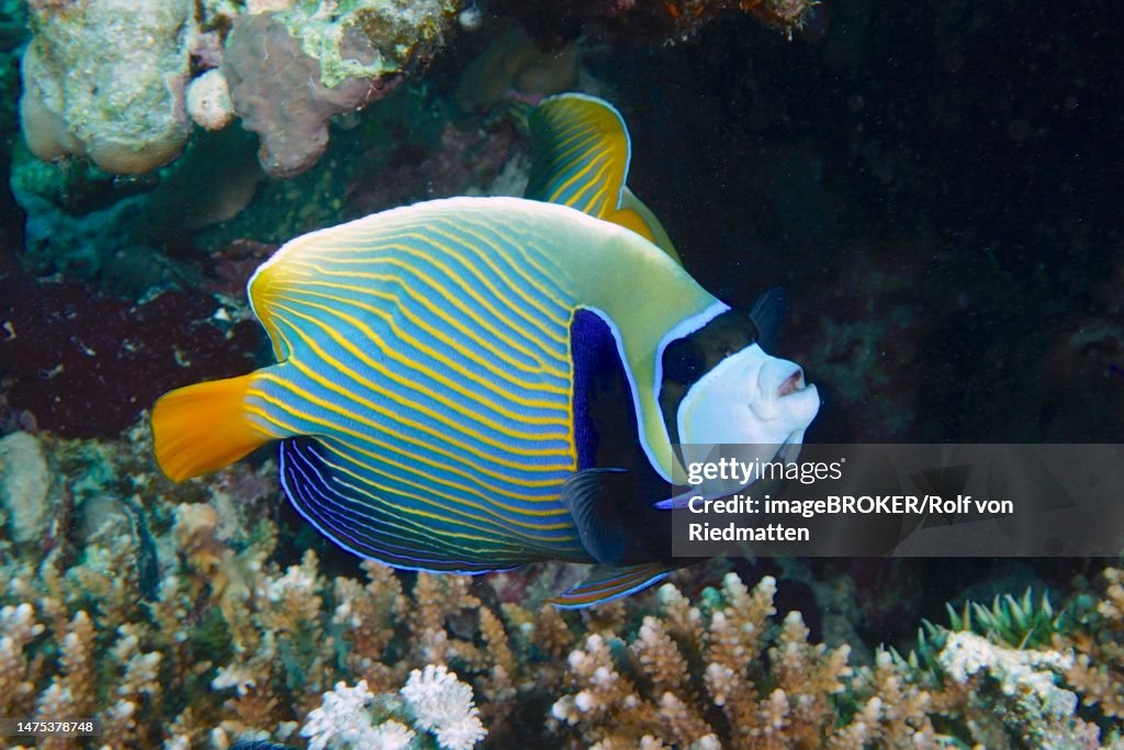 Emperor angelfish (Pomacanthus imperator), Dive site House Reef Mangrove Bay, El Quesir, Egypt, Red Sea