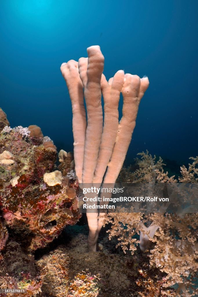 Colony siphon sponge (Siphonochalina siphonella) Tube sponge. Dive site House Reef, Mangrove Bay, El Quesir, Red Sea, Egypt