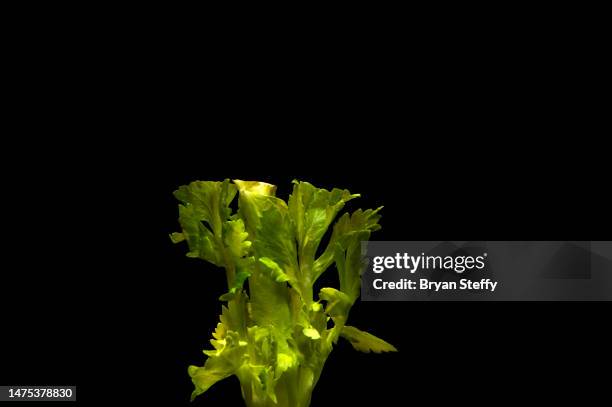 celery leaves - western samoa stock pictures, royalty-free photos & images