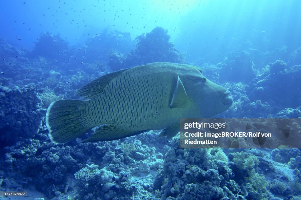 Humphead wrasse (Cheilinus undulatus) in the backlight. Dive site Ras Mohammed National Park, Sinai, Egypt, Red Sea