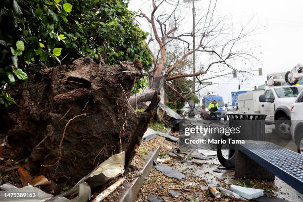 Utility worker walks near an uprooted tree after a possible rare tornado touched down and ripped up building roofs in a Los Angeles suburb on March...