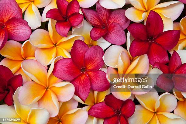 colorful pulmeria (or frangipani) flowers - tropical flower 個照片及圖片檔