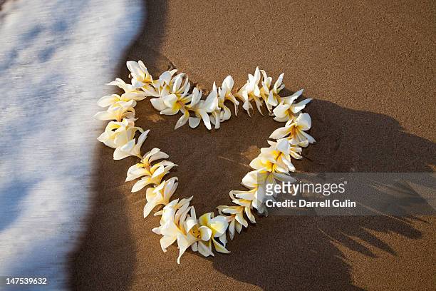 lei  in heart shape, near the tide, kihea beach - frangipane stock-fotos und bilder