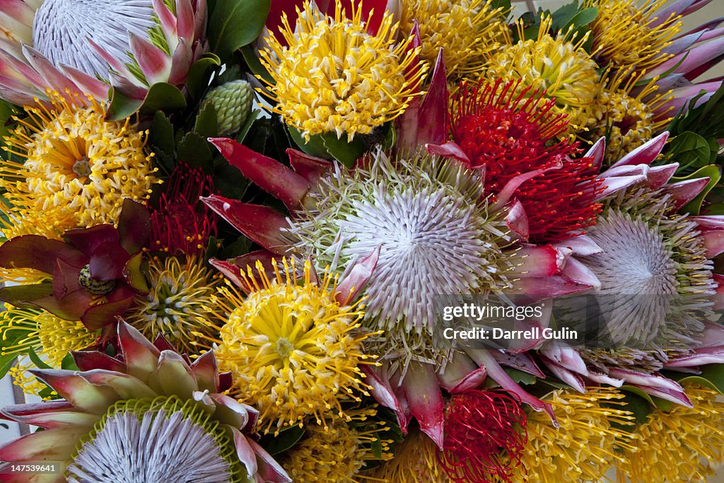 Protea tropical flower arrangement