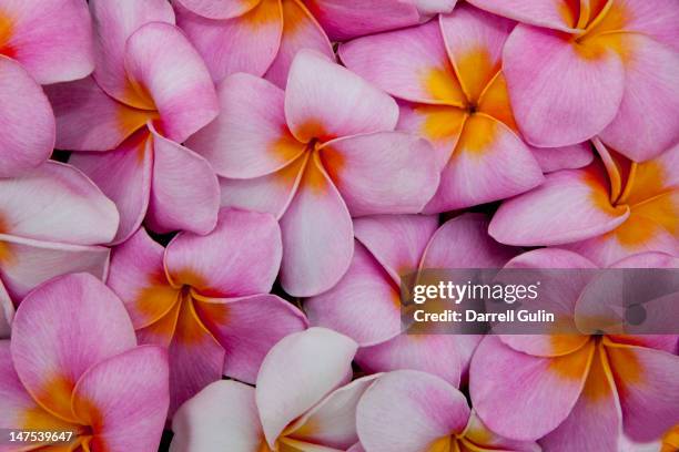 pattern of pink pulmeria (or frangipani)  flowers - abundance flowers stock pictures, royalty-free photos & images